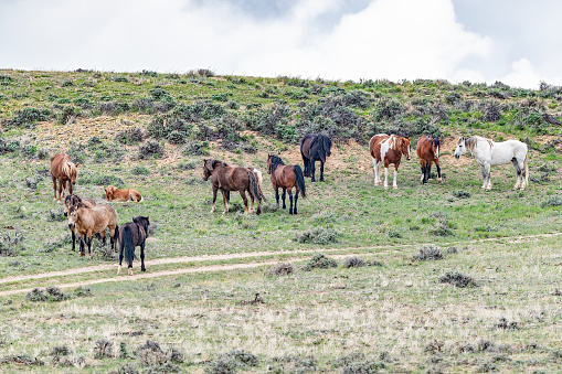 Mustangs (wild horses) resting mid morning at McCullough Peaks Wild Horse Management Area near Cody, Wyoming, in western USA, North America.