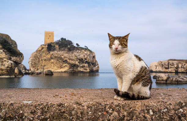 Stray cat on the beach in Sile, Istanbul