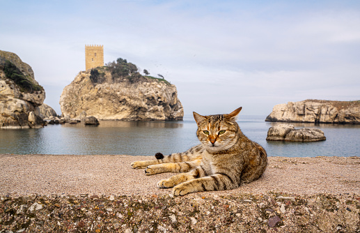Stray cat on the beach in Sile, Istanbul