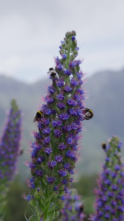 Bumblebees pollinating beautiful purple flowers vertical video