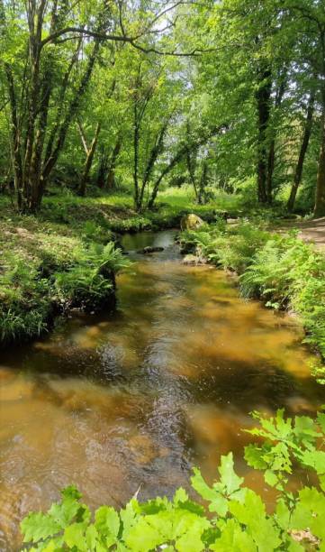 istock Stream in the heart of the forest 1494867250