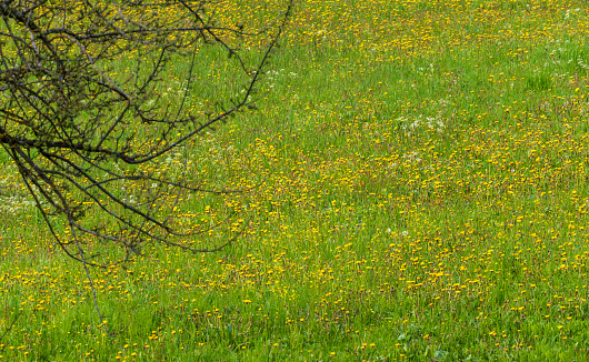 May 2023: Green Grass and Yellow Wildflowers