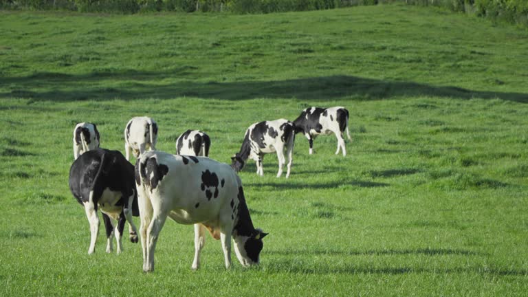 Young dairy cattle grazing in a field