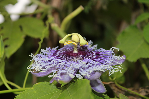Purple passionflower (Passiflora caerulea). Commonly known as maypop, purple passion flower, true passionflower, wild apricot, and wild passion vine, India.