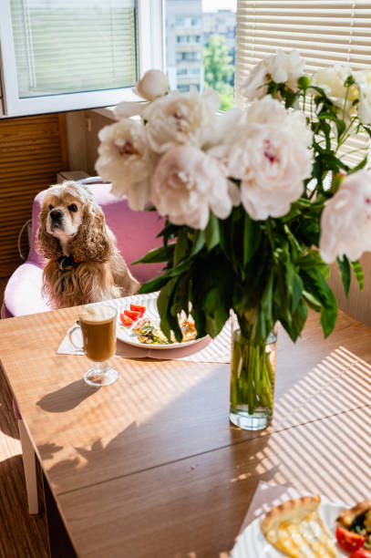 istock Dog sits on a chair at the table 1494870858