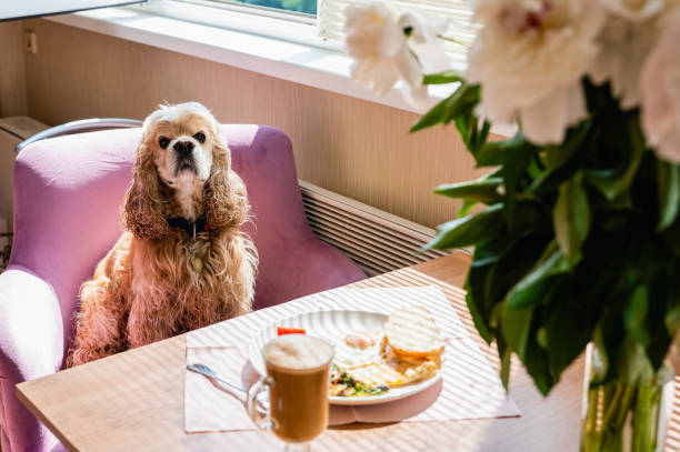 istock Dog sits on a chair at the table 1494870869