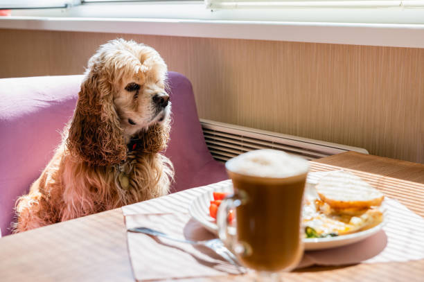 istock Dog sits on a chair at the table 1494870874