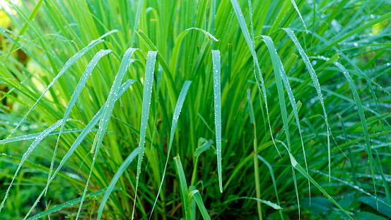 Lemongrass or Cymbopogon citratus in the garden, the leaves are bright green with dew on the surface. This species is known as West Indian Lemon Grass, Oil Grass, Fever Grass, Serai and Sereh Makan.
