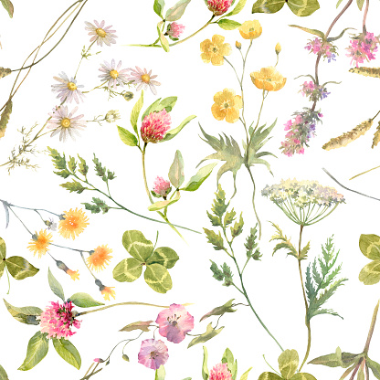 Floral watercolor pattern with flowers isolated on white background. Summer meadow. Delicate watercolor textile print
