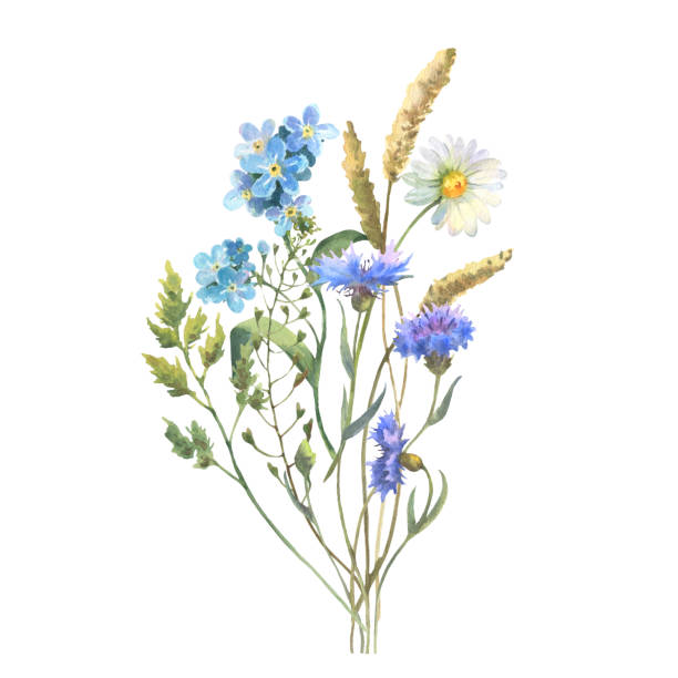 Watercolor meadow flowers bouquet of chamomile, cow parsley, Blue Cornflower herb. Hand painted floral poster of wildflowers isolated on white background. Watercolor meadow flowers bouquet of chamomile, cow parsley, Blue Cornflower herb. Hand painted floral poster of wildflowers isolated on white background. Holiday Illustration for design, print, background. cow parsley stock illustrations