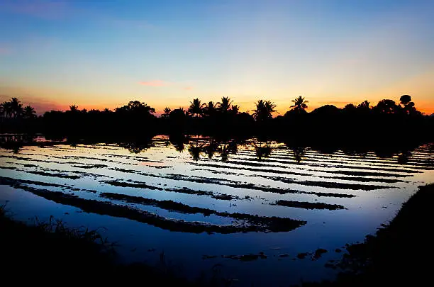 A rice field in Southern Luzon, Philippines, during sunset