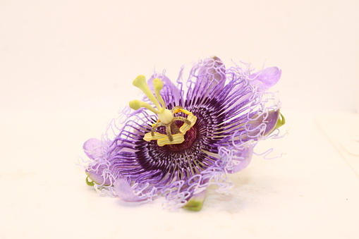 Purple passion flower isolated on white background, Copy Space For Text Or Word