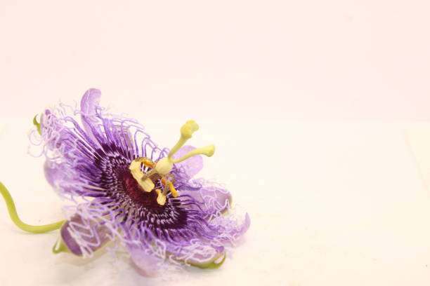 istock Purple passion flower isolated on white background. 1494871145