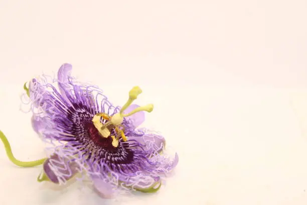 Purple passion flower isolated on white background, Copy Space For Text Or Word