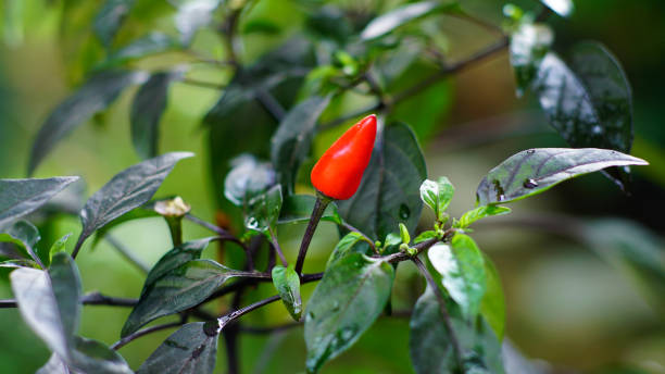 Capsicum annuum longum Capsicum annuum longum or black chili has ripened on the tree. The fruit is red with dark to black leaves and stalks. This species is known as Cayenne pepper and Bell pepper. capsicum annuum longum stock pictures, royalty-free photos & images