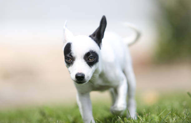 istock pinscher breed puppy 1494871219