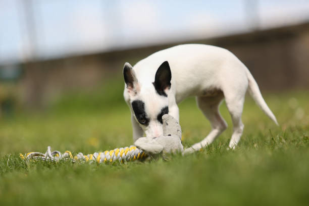istock pinscher breed puppy 1494871253