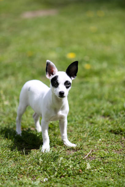 istock pinscher breed puppy 1494872686