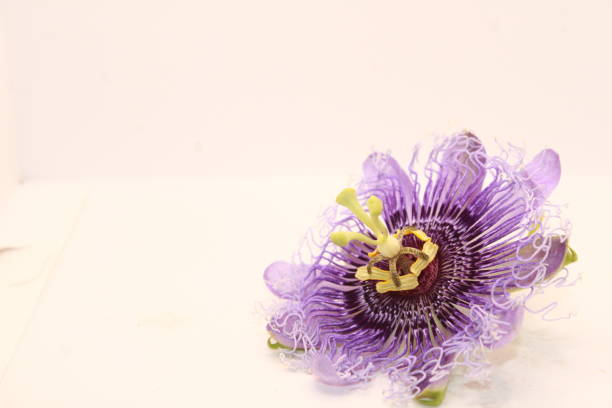 istock Purple passion flower isolated on white background. 1494872939