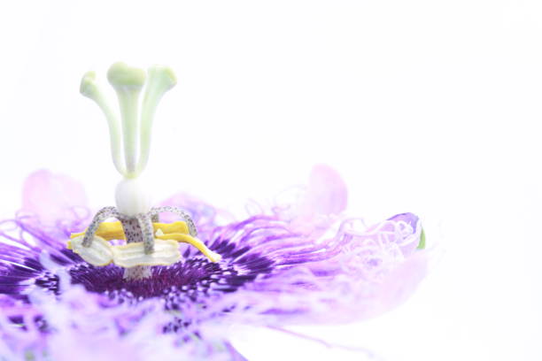 Passion fruit flower