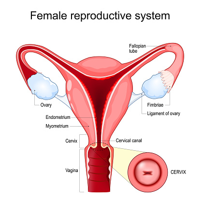 Female reproductive system structure. Cross section of the uterus with vagina, Fallopian tubes, and Ovaries. Close-up of a Cervix anatomy. vector illustration