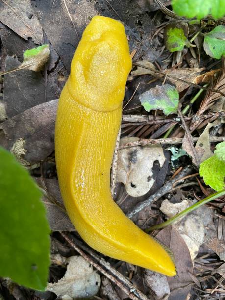 istock Banana Slug Top Shot 1494875106