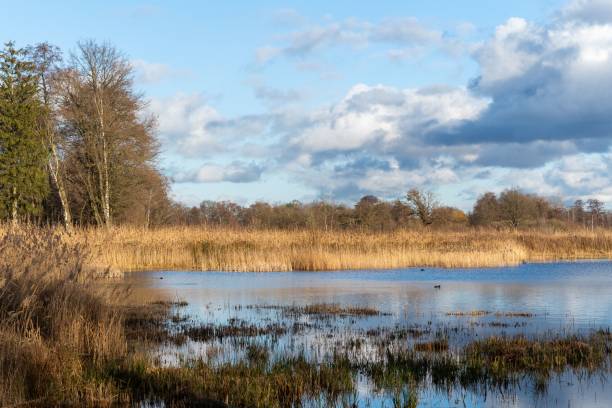 istock a river with some water and lots of grass growing in the river 1494875141