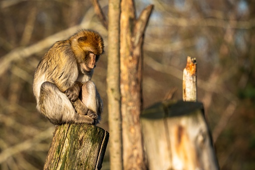 A curious primate perched on a tree stump surveying the forest below