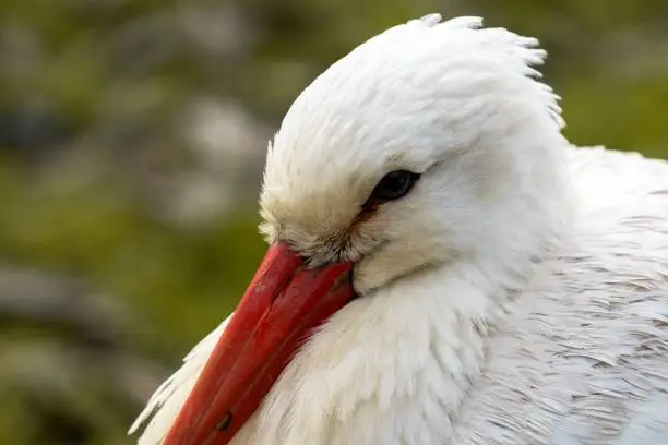 A close-up image of a white bird with a bright red beak and an orange beak