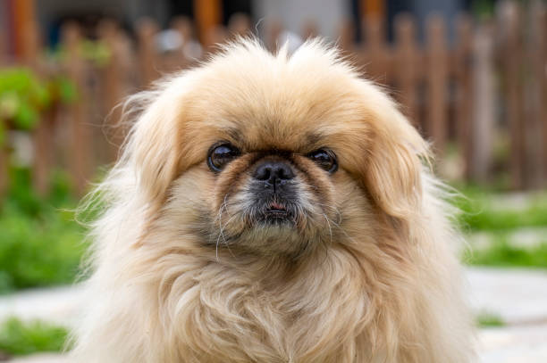 istock Pekingese dog cute pet animal 1494875341