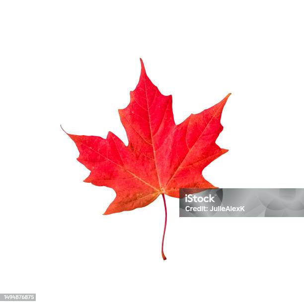 Red Maple Leaf Isolated Cutout Stock Photo - Download Image Now - Autumn, Autumn Leaf Color, Botany