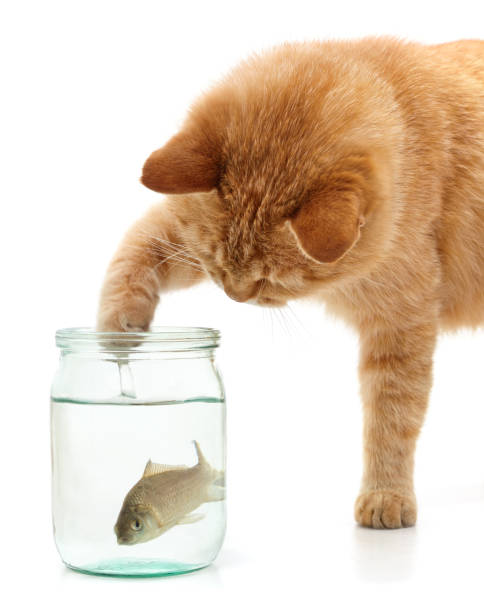 Red cat and fish in a jar. Red cat and fish in a jar isolated on a white background. goldfish snack stock pictures, royalty-free photos & images