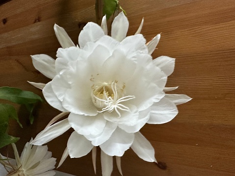 Close-up of white peonies