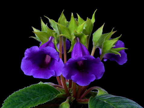 Gloxinia flower grows on a black background