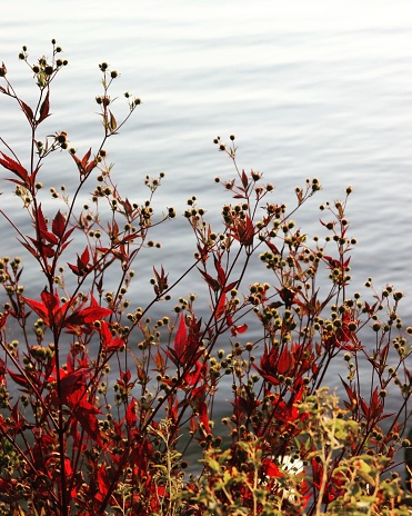 A vibrant picture of a Physocarpus Perspectiva
shrub near a body of water