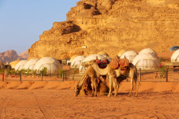 istock Camels and camp in Wadi Rum desert, Jordan 1494877181