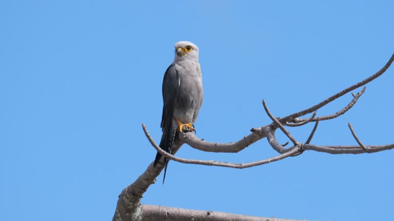 Dickinson's kestrel