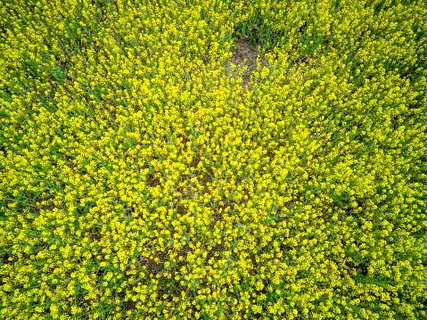 A field planted with blooming rapeseed.