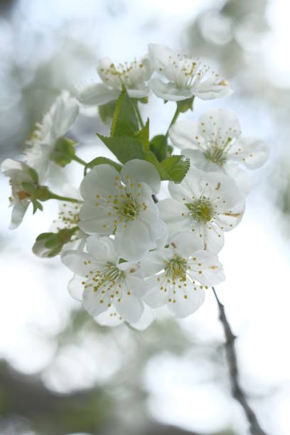 istock Inflorescence of white apple flowers on one branch. 1494882565