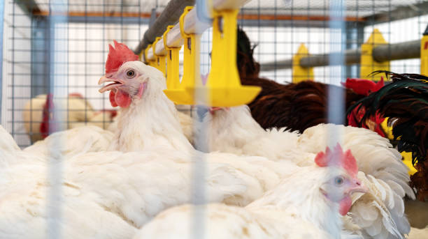 istock Chicken in cage in a poultry farm. 1494882989