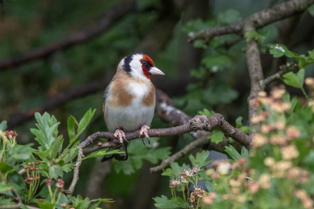 istock Goldfinch searching for food 1494883784