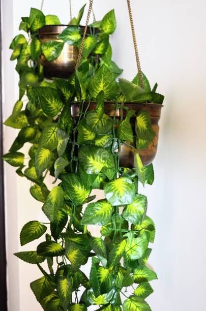 istock Artificial plastic creepers placed in two hanging brass pots. Variegated leaves. Decoration. 1494884118