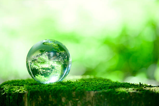 istock A droplet of water on a moss covered log 149488965