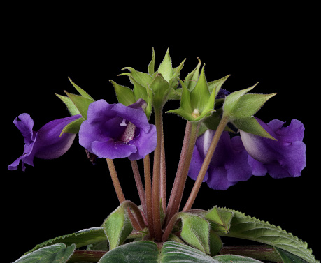 Gloxinia flower grows on a black background