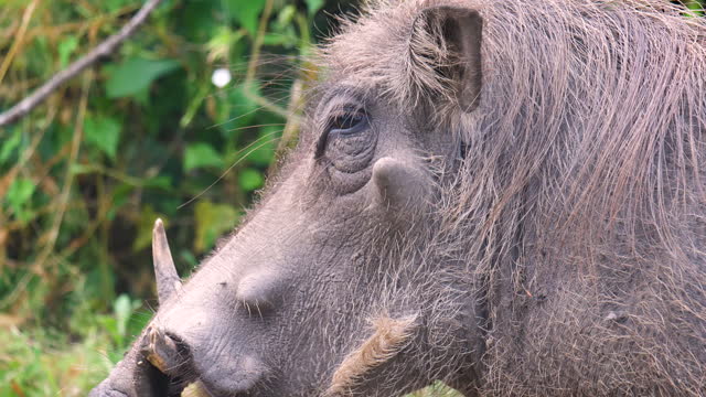 Warthog foraging