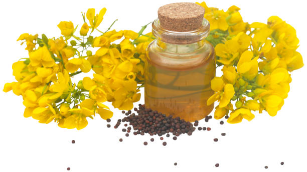 istock Mustard flowers seeds and oil 1494893159