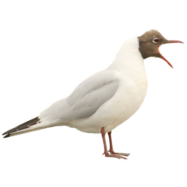 istock Screaming black-headed gull in front of a white background 1494893443