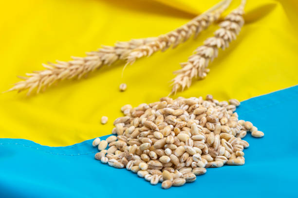 Ears of wheat and pile of wheat on Ukrainian flag. Close up. stock photo