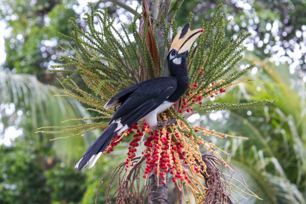 istock a colorful bird on top of the tree eating a seed 1494893547