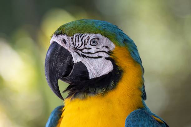 istock a blue and yellow parrot standing in the sunlight with its beak open 1494893550